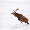Red deer stag (Cervus elaphus) on open moorland in snow, Cairngorms National Park, Scotland, UK